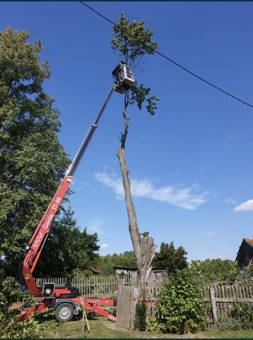 Wycinka drzew, arborysta, przycinanie koron, metodą alpinistyczną