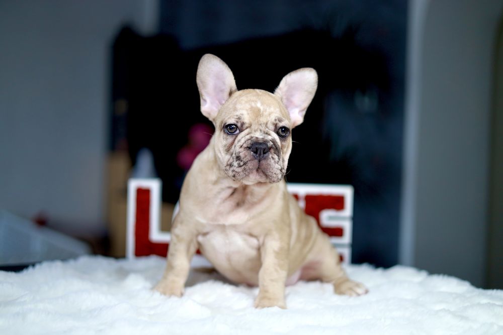 Buldog Francuski