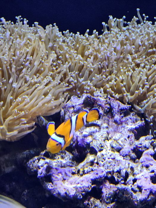 Massagem de relaxamento e bem estar