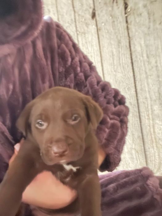 Цуценята лабрадор