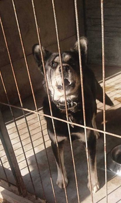 Piękne pieski duzy wybor ADOPCJA!
