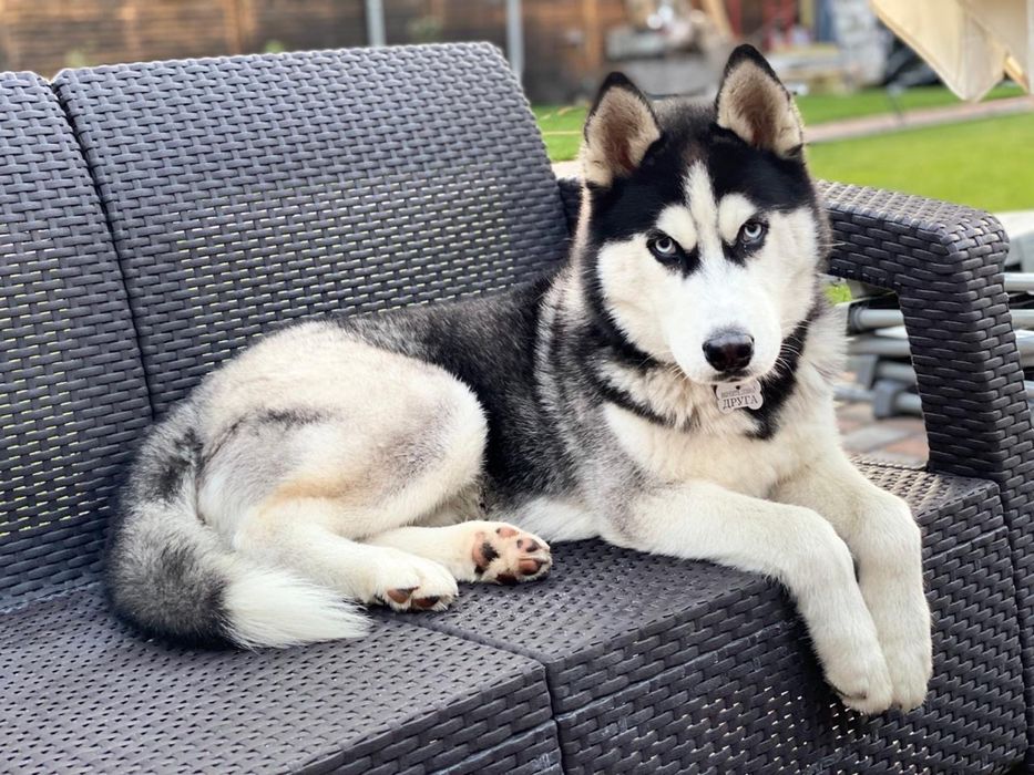 Вязка, средний кобель хаски окраса блак&вайт, случка