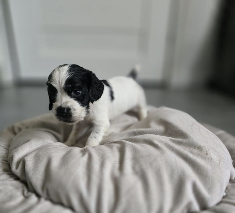 Suczka cocker spaniel angielski