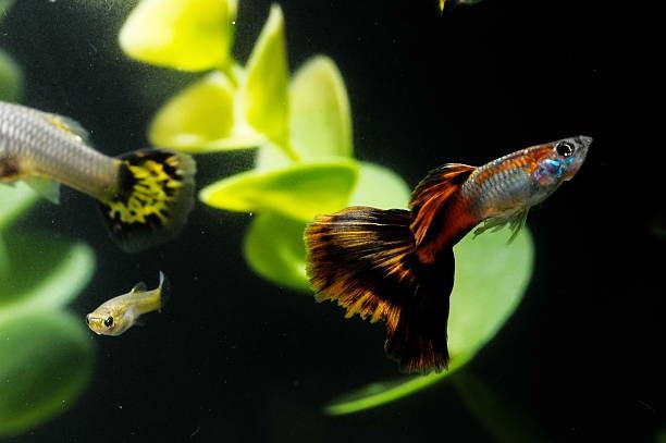 Gupik rybka akwariowa