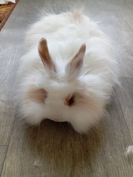 Віддаю безкоштовно