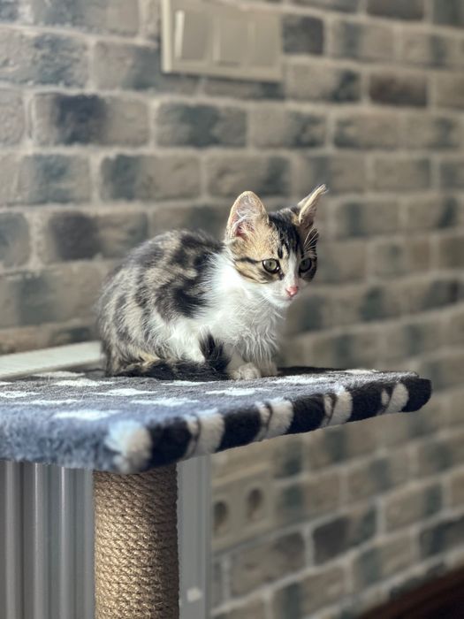 Мальчишка- котик , 3,5 мес, ищет дом! Котята… кошки… котенок отдам