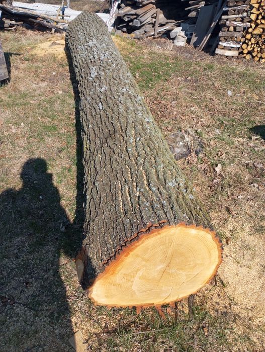 Продаємо дуба довжина 4 метра
