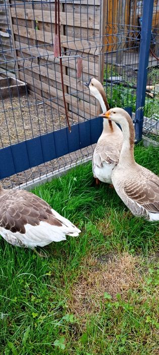 Gęś zwyczajna z żółtym dziobem samica