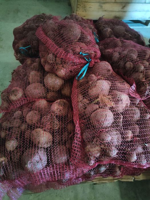 Buraczki czerwone duże