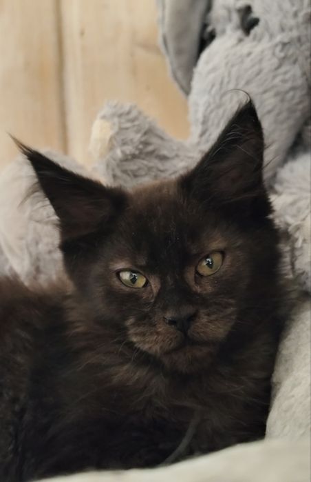 Kotka JASMIN cudowna dziewczynka Maine Coon