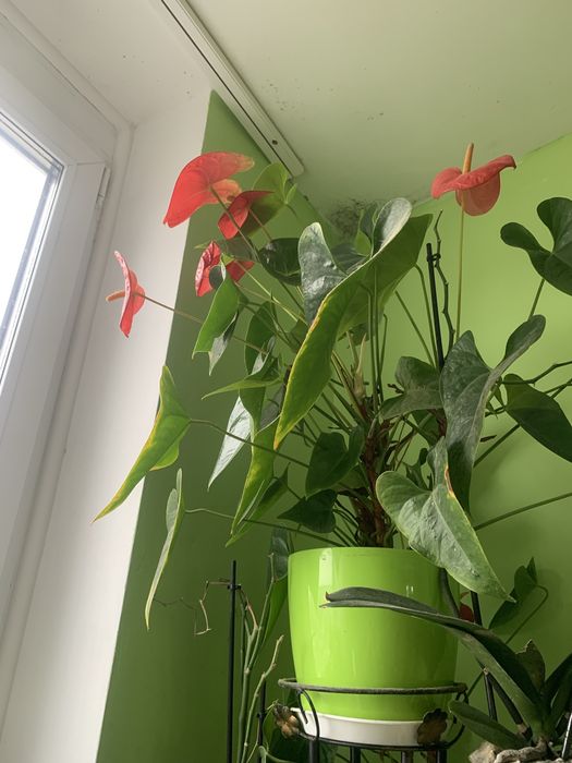 Продается цветущий антуриум