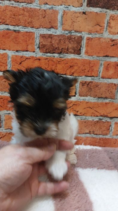 York biewer chłopak