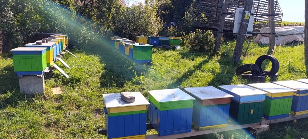 Odkłady pszczele, rodziny pszczele , ule wielkopolskie