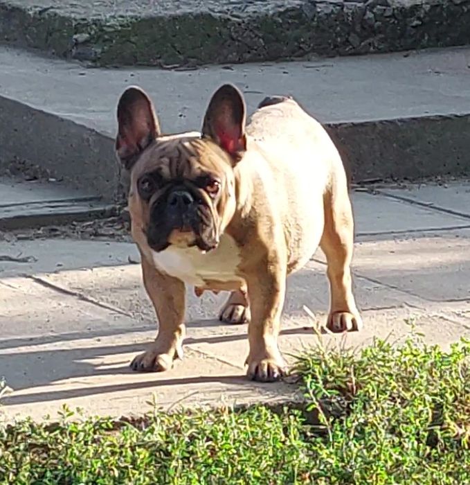 Недорого гарна сука французького бульдога