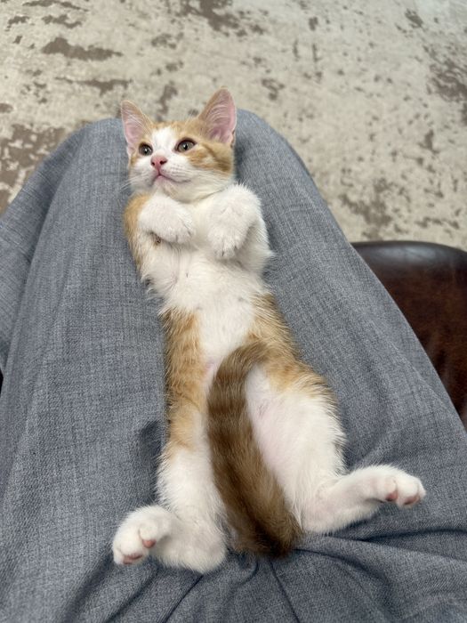 Кошеня 2 місяці хлопчик