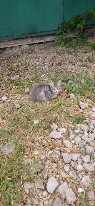 кошенята безкоштовно
