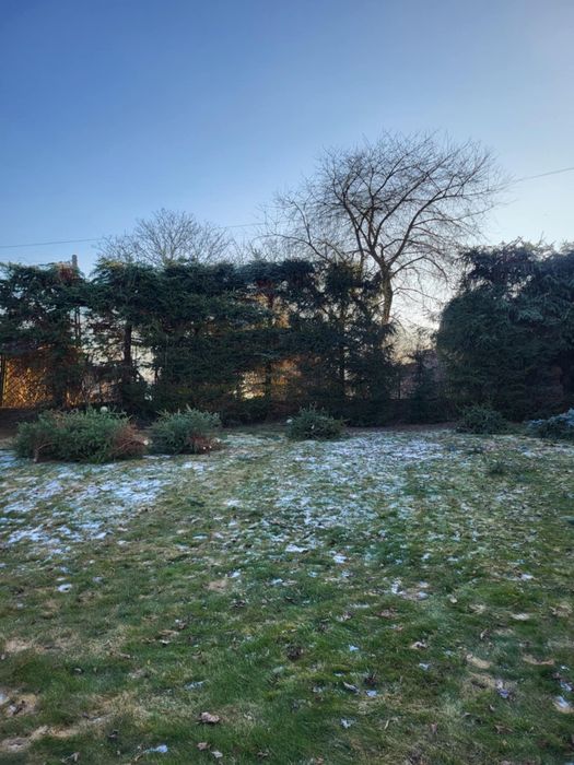 Wycinka drzew , pielegnacja  , alpinistyczna wycinka drewna karczownie