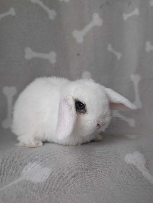 Mini lop, baranek miniaturka, metryka