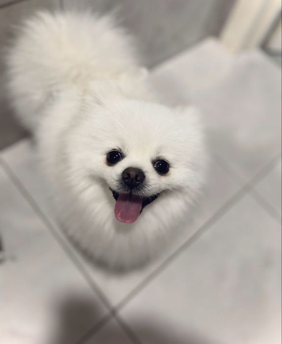 Продам Шпіца кобель 3 роки