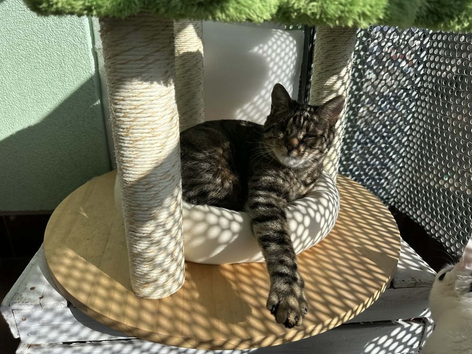 Jerry FeLV + szuka domu