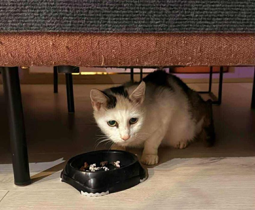 Starsza, spokojna kotka szuka swojego miejsca na ziemi!