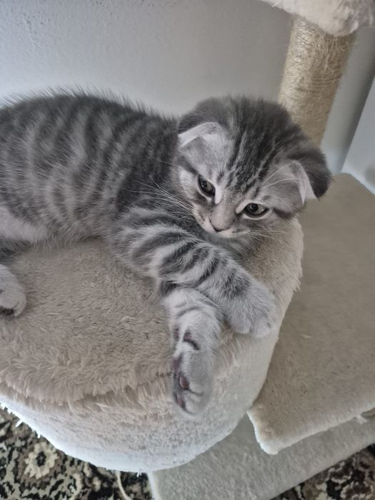 Gatinho Scotish Fold