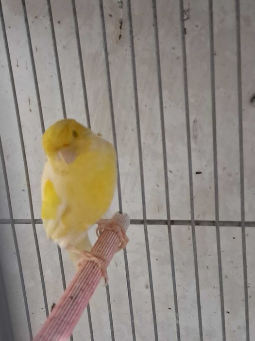 Canarios bons cantores