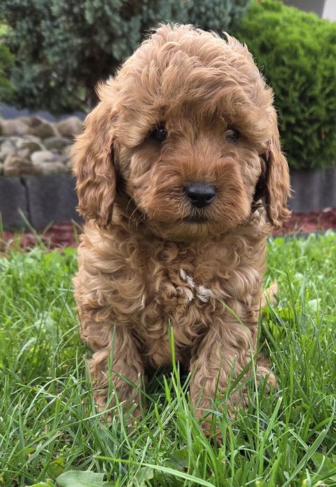 Cavapoo F1B SUNIA