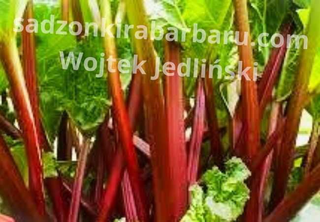 Sadzonki rabarbaru