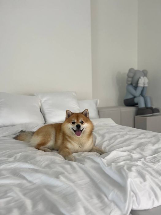 Вязка Помски ( Померанский шпиц / Хаски )