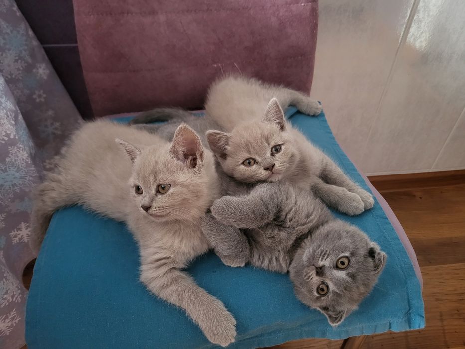 Котенята  британці