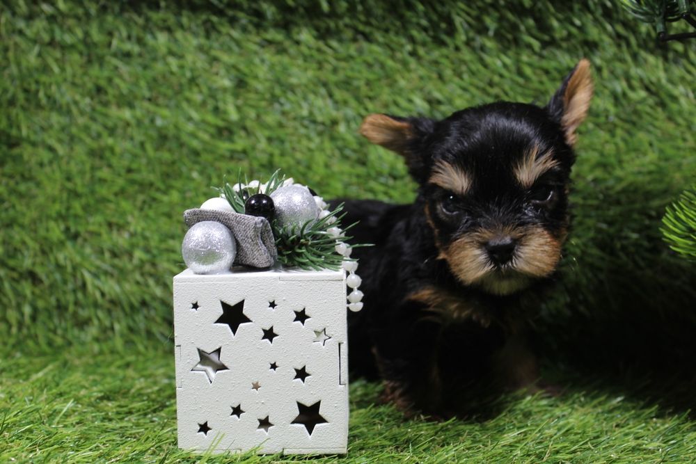 Малюки йоркширського тер'єра бебі фейс