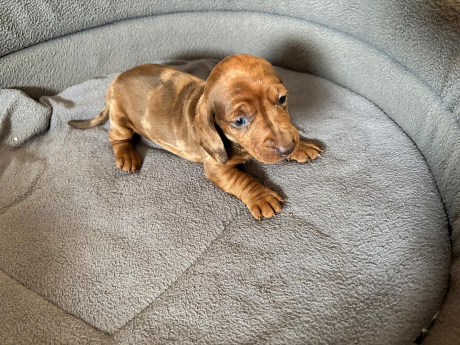 Jamnik miniaturowy merle