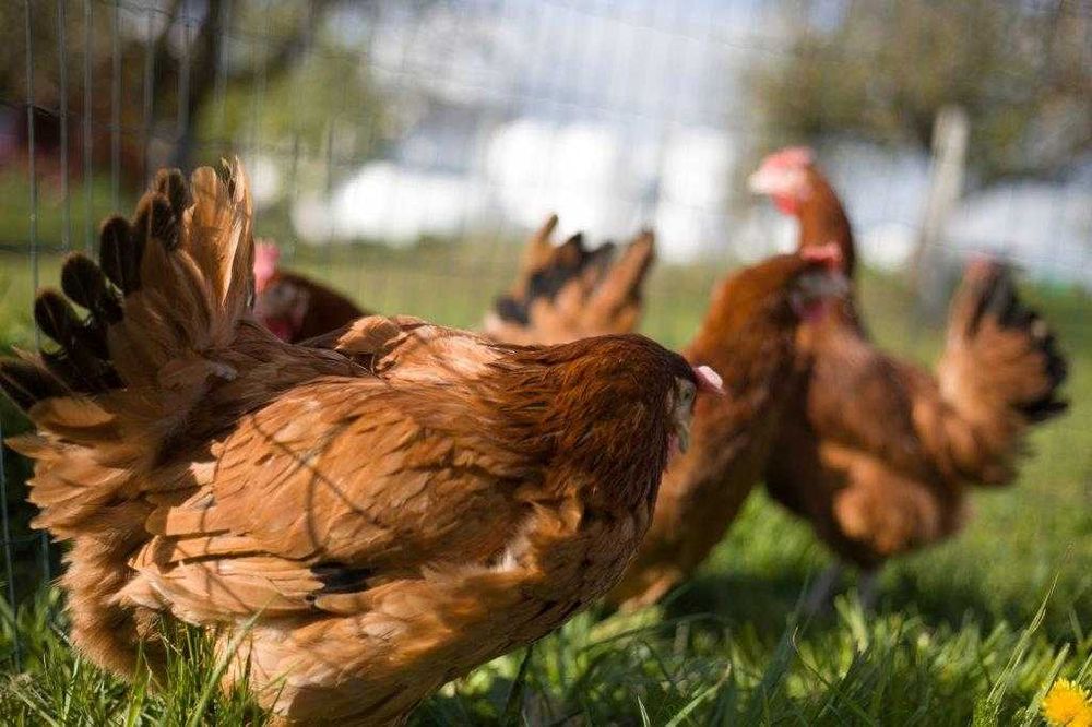 Kurka Kokoszka Nioska ROSA