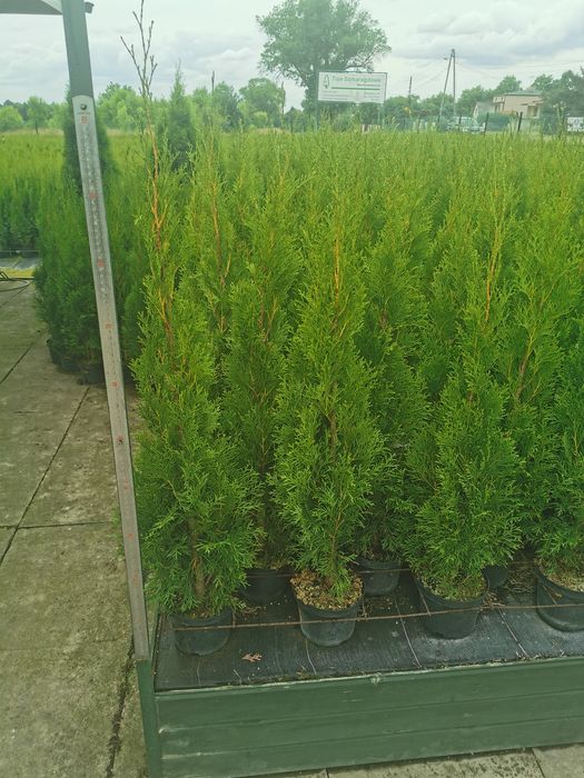 Tuja szmaragd do 105cm ukorzenione tuje szmaragdowe szmaragdowa