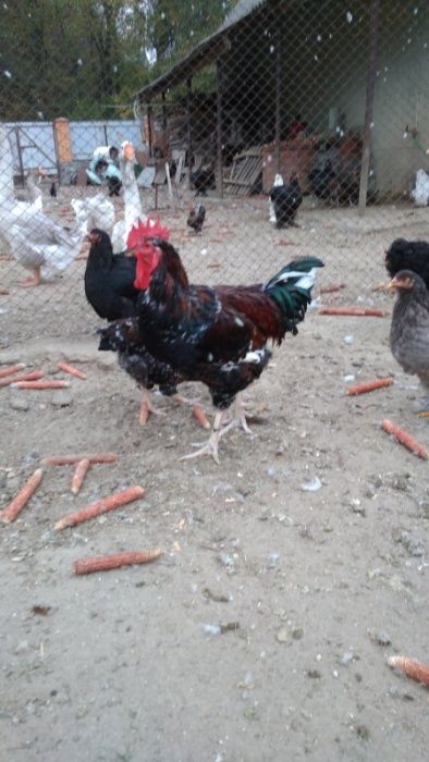 Продам кур, курчат, яйца ливенские ситцевые, кохинхины, джерсийски