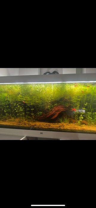Akwarium juwel rio 350 pełen zestaw