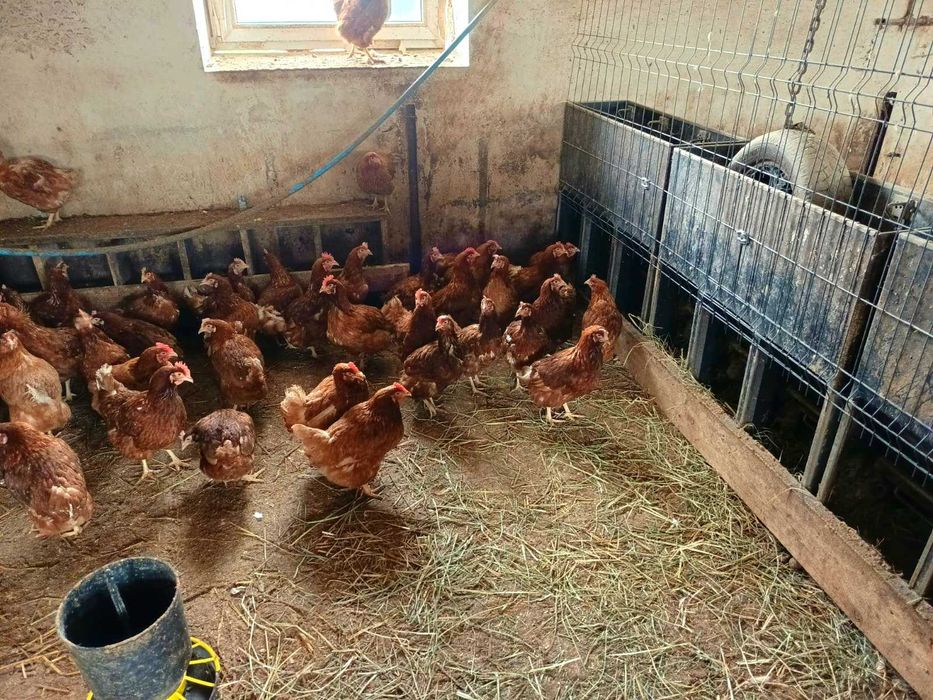 Kury.               .