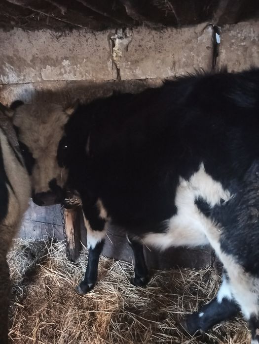 Продаю тільну теличку августа телитися  вік 1.10  ціна 15тис.