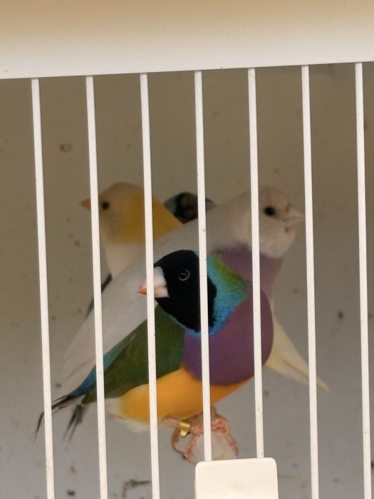 Diamantes de gould