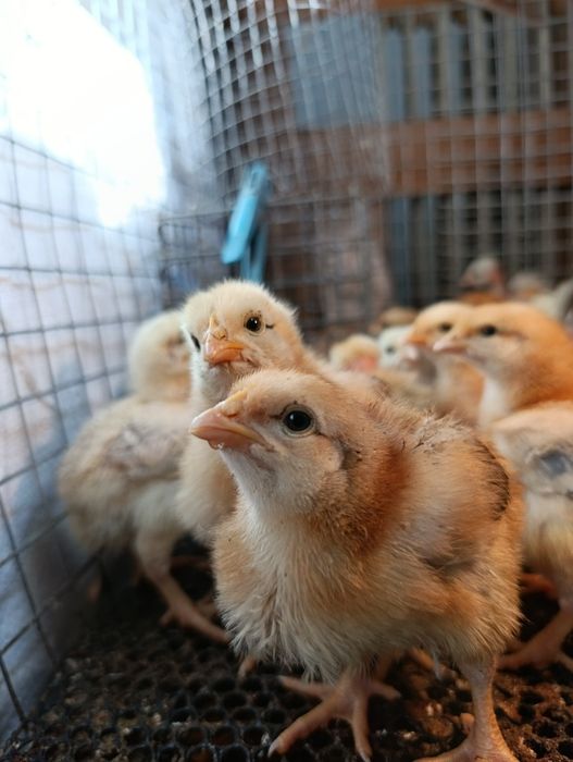 Підрощені ( місячні) курчата  триколор мастер грей голошийка