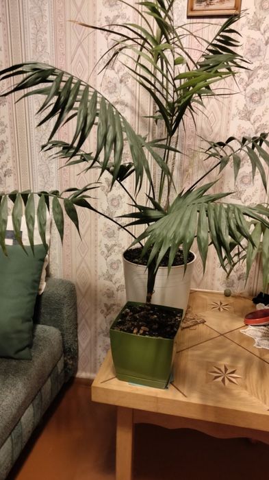 Хамедорея изящная.