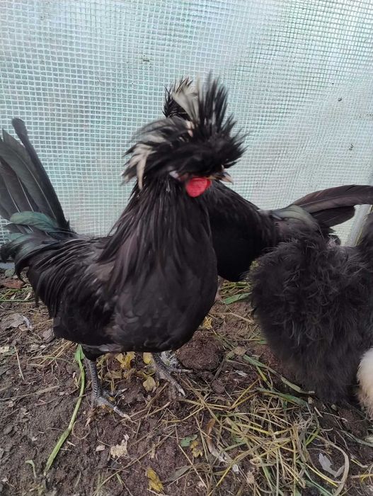 Kogut silka kogut bialoczuba