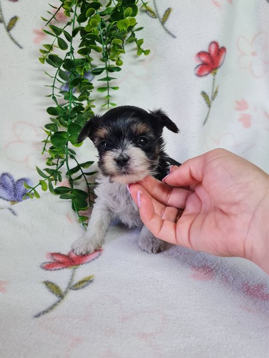 Excelente Yorkshire Biewer mini mini de Qualidade