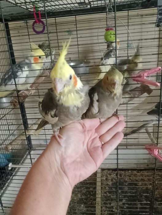 Продам две красивых очень клетки для корелл