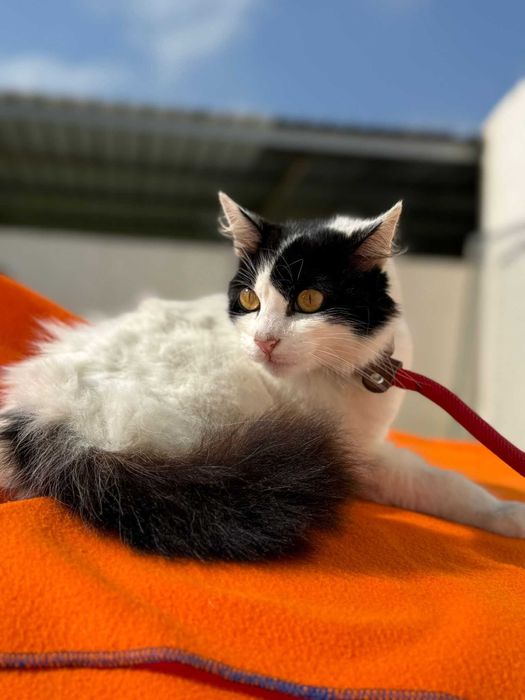 Gata para adoçao (Suelen)