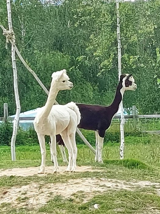 Alpaka samiec huacaya