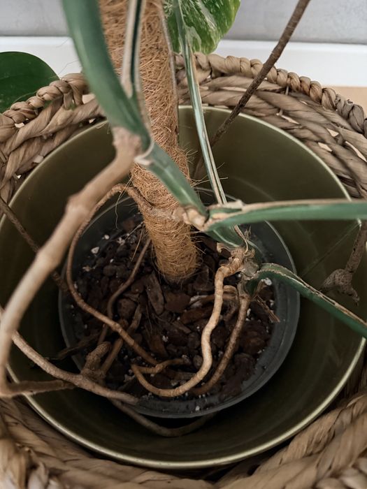 Monstera Variagara