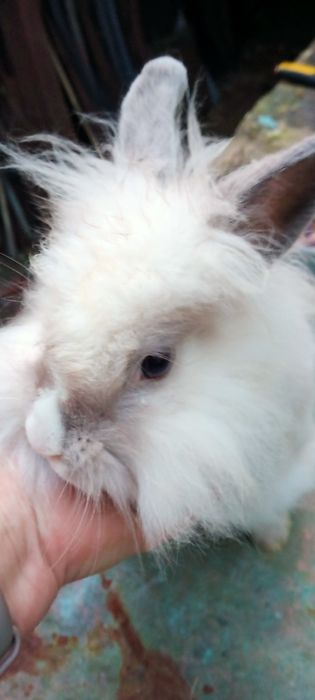 Декоративні карликові кроленята