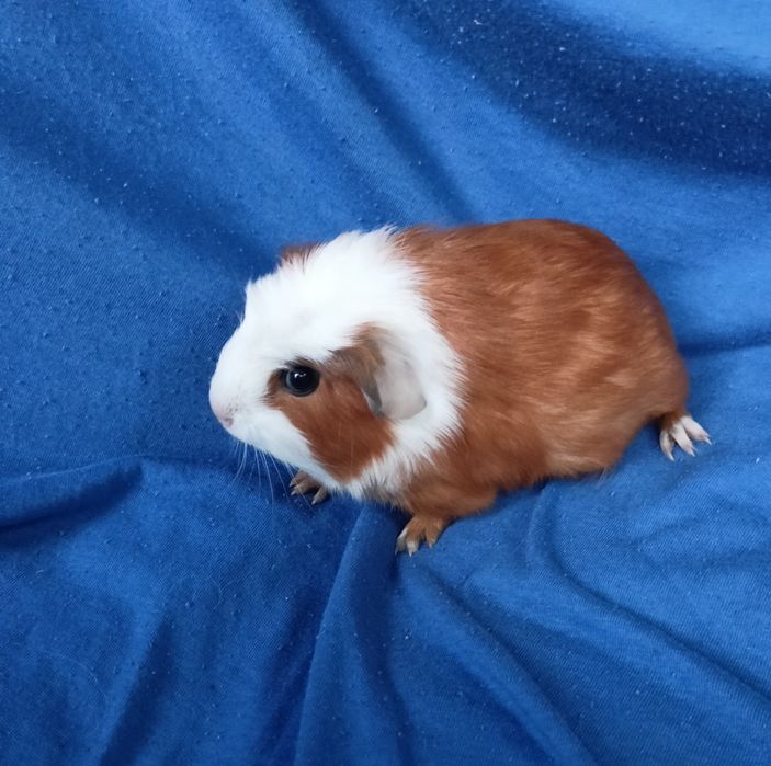 Питомник морские свинки